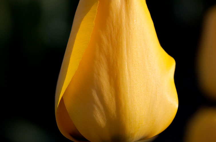 Golden Apeldoorn - Tulp